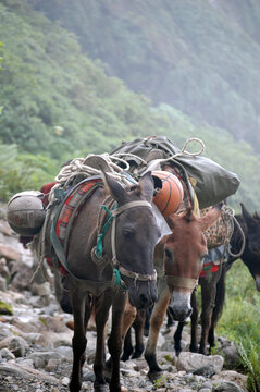 Pack animals carrying loads on a rocky mountain path