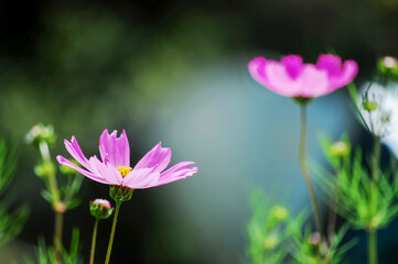 Delicate pink cosmos flowers in a natural setting © Pan