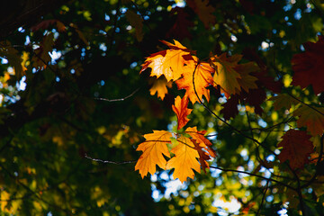 Selective focus colourful yellow and orange of Oak leaves on the tree in the wood, Uprisen angle of...