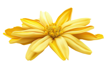 Bright yellow star shaped flower isolated on transparent background. Arnica flower isolated on white background.