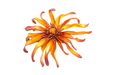 Dried yellow flower cluster isolated on transparent background. Arnica flower isolated on white background.