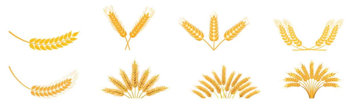 Wheat elements indian lohri, baiskhi, pongl, onam, bihu, makar, snkranti, gudi, padwa, nuakhai, puja, devi, fastival, vector, illustration, 