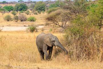 Fototapeta premium Young african elephant in Tarangire national park, Tanzania