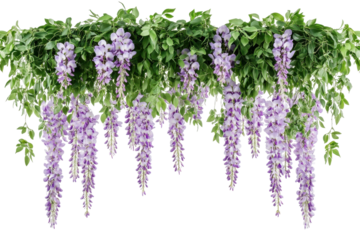 Cascading purple wisteria flowers with green leaves isolated on transparent background. Beautiful hanging purple wisteria flowers cascading elegantly from a lush green branch on white background.