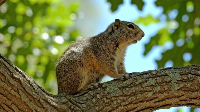 The squirrel stands alert on the tree branch, observing its surroundings from the tree. With tufts of fur, the squirrel blends beautifully with the tree and nature around.