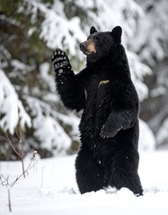 A majestic black bear stands upright in a snowy forest, raising a paw as if waving. The environment is cold with lush greenery