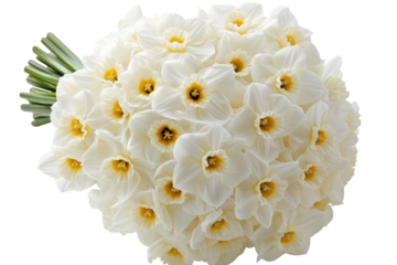 Round bouquet of white daffodils isolated on transparent background. Bright and elegant bouquet of white daffodil flowers with yellow centers for any occasion isolated on white background.