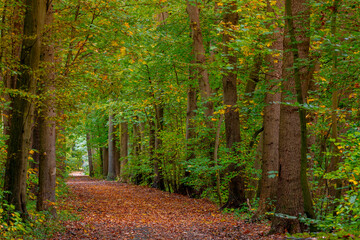 Autumn landscape with view of nature gravel, Colourful yellow orange and green leaves on tree and trunks, Amsterdamse Bos (Forest) Park in the municipalities of Amstelveen and Amsterdam, Netherlands.