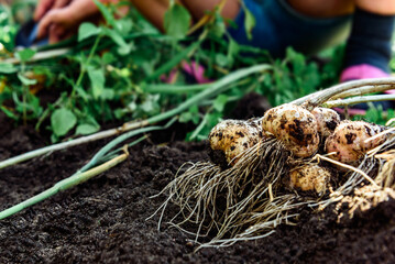 Fresh harvest of garlic in summer garden.