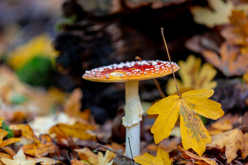 Selective focus of wild red mushroom with white spotted and autumn leaves in the forest, Amanita muscaria or commonly known as the fly agaric or fly amanita, Toadstool in the forest, Nature background