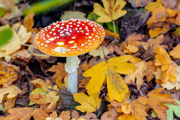 Selective focus of wild red mushroom with white spotted and autumn leaves in the forest, Amanita...