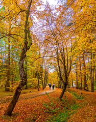 Autumn walking's in old public park with light drizzle 