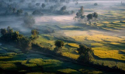 Misty Morning Over Scenic Rice Fields with Lush Green Landscape