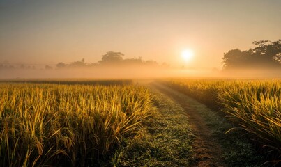 Serene Sunrise Over Rice Field with Mist and Golden Light