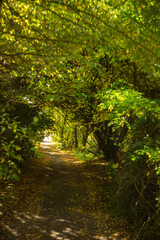 autumn leaves in the forest