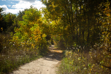 autumn leaves in the forest