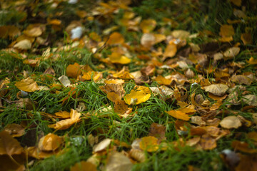 autumn leaves in the forest