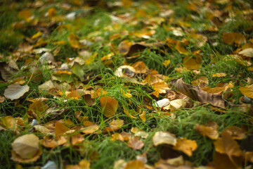 autumn leaves in the forest
