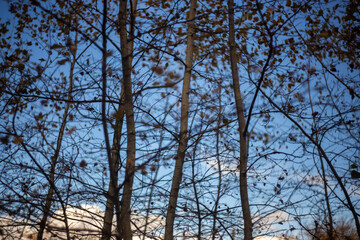 autumn leaves in the forest