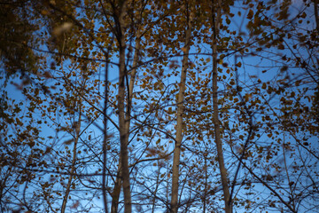 autumn leaves in the forest