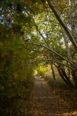 autumn leaves in the forest