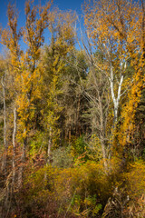 autumn leaves in the forest