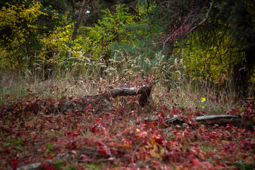autumn leaves in the forest