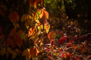 autumn leaves in the forest