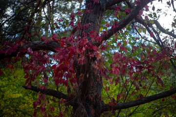 autumn leaves in the forest