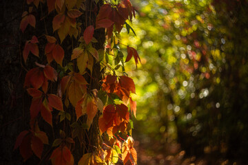 autumn leaves in the forest