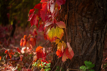 autumn leaves in the forest