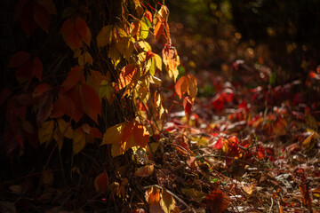 autumn leaves in the forest
