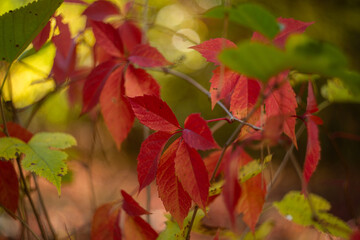 autumn leaves in the forest