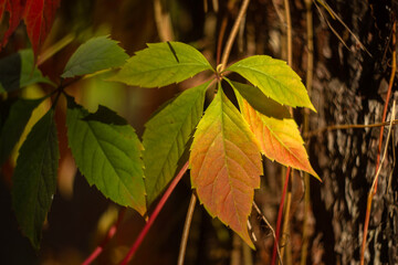 autumn leaves in the forest