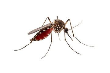 Blood filled mosquito insect engorged red abdomen disease vector, isolated on a transparent background