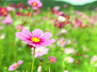 京都府木津川市に残る恭仁宮跡近くの畑に咲くコスモスの花