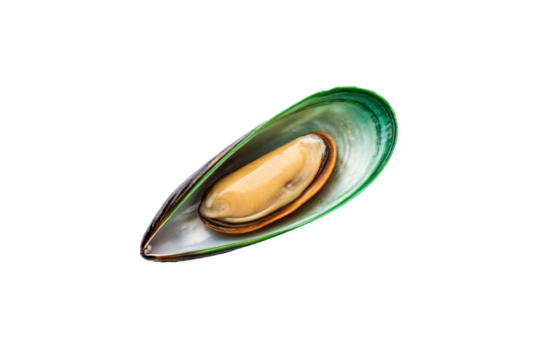 Green-lipped mussel shell opened displaying creamy meat inside glossy iridescent green shell with brown edges, isolated on a transparent background