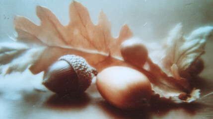 Close-up of acorns and leaves scattered on a background - Retro blurry creative photography 