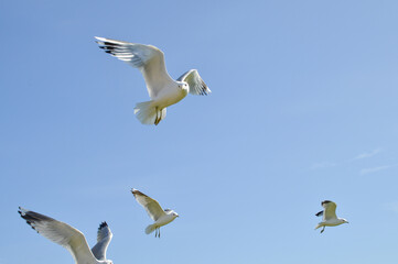 agder, kreuzfahrt, kristiansand, sommer, herbst, norway, norwegen, bird, möve, himmel, gull, blau, fliege, fliegen, meer, flügel, fliegender, freiheit, weiß, tier, feather, luft, natur, schweben, aufs