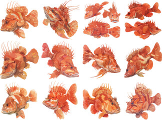waWatercolor Scorpionfish Clipart