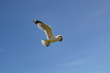 agder, kreuzfahrt, kristiansand, sommer, herbst, norway, norwegen, bird, möve, himmel, gull, blau, fliege, fliegen, meer, flügel, fliegender, freiheit, weiß, tier, feather, luft, natur, schweben, aufs
