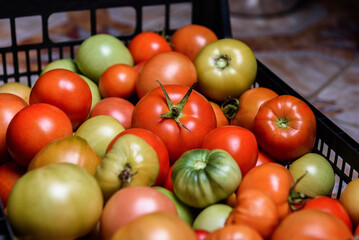 Preservation of season vegetables. Preparation of tomatoes for canned food, the cooking process.