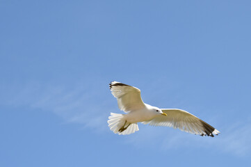 agder, kreuzfahrt, kristiansand, sommer, herbst, norway, norwegen, bird, möve, himmel, gull