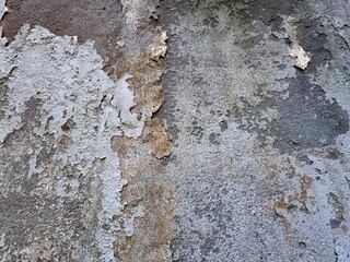Old wall texture with peeling plaster and weathered paint in shades of gray and beige. Rustic grunge background showing decay, cracks, and aged surface details for design and texture use.