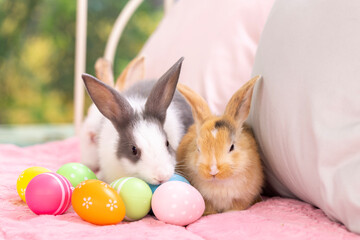 Lovely bunny easter fluffy baby rabbit relaxing in living room with colorful easter eggs on green garden nature background on warmimg day. Symbol of easter day festival. 