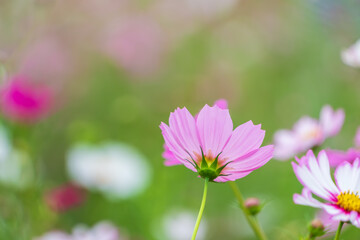 Obraz premium 秋風にそよぐピンクのコスモス一輪のクローズアップと玉ボケの背景