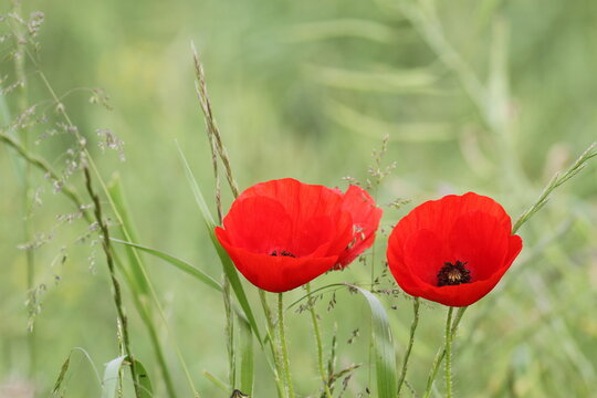 Zwei Mohnblumen stehen in einem Weizenfeld
