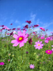 京都府木津川市に残る恭仁宮跡近くの畑で青空に映えるコスモスの花