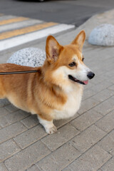 A cute Welsh Corgi crosses a crosswalk and looks around. Crosswalk markings are in the background.