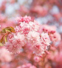 A close-up view of beautiful pink cherry blossoms in full bloom on a spring branch, capturing the delicate petals and soft natural light in a serene garden setting.
